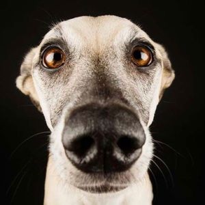 Meet your Posher, Kody